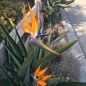 Meet your Posher, Teresa